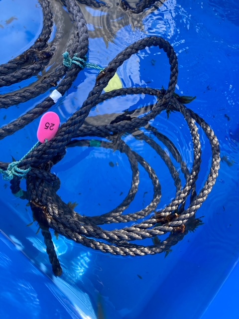 株付けしたロープを海に沈めます